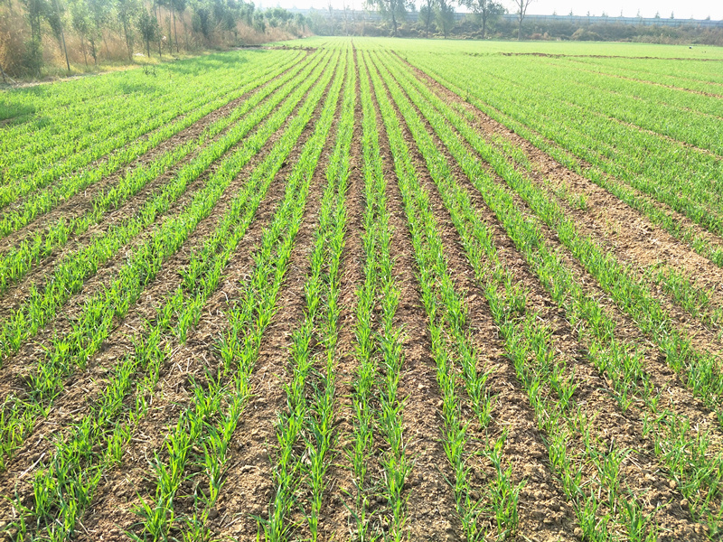 鑫乐播种机一次性完成免耕播种小麦出苗长势