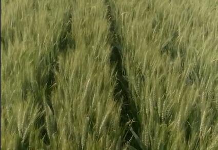 安徽用户播种小麦穗期长势