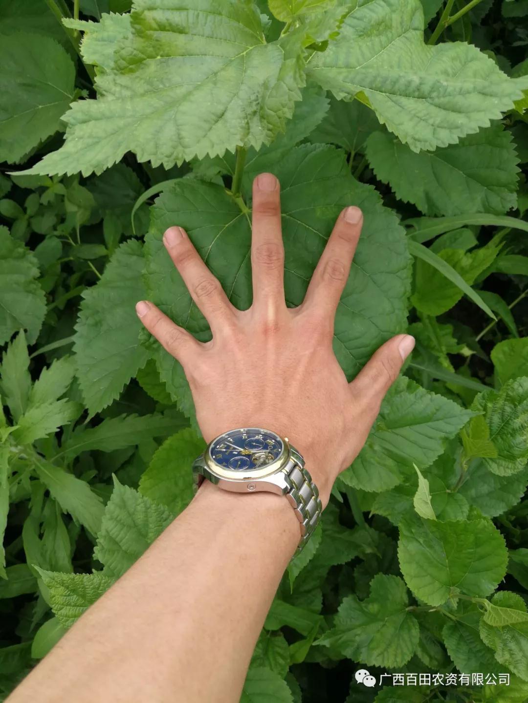 广西百田农资有限公司