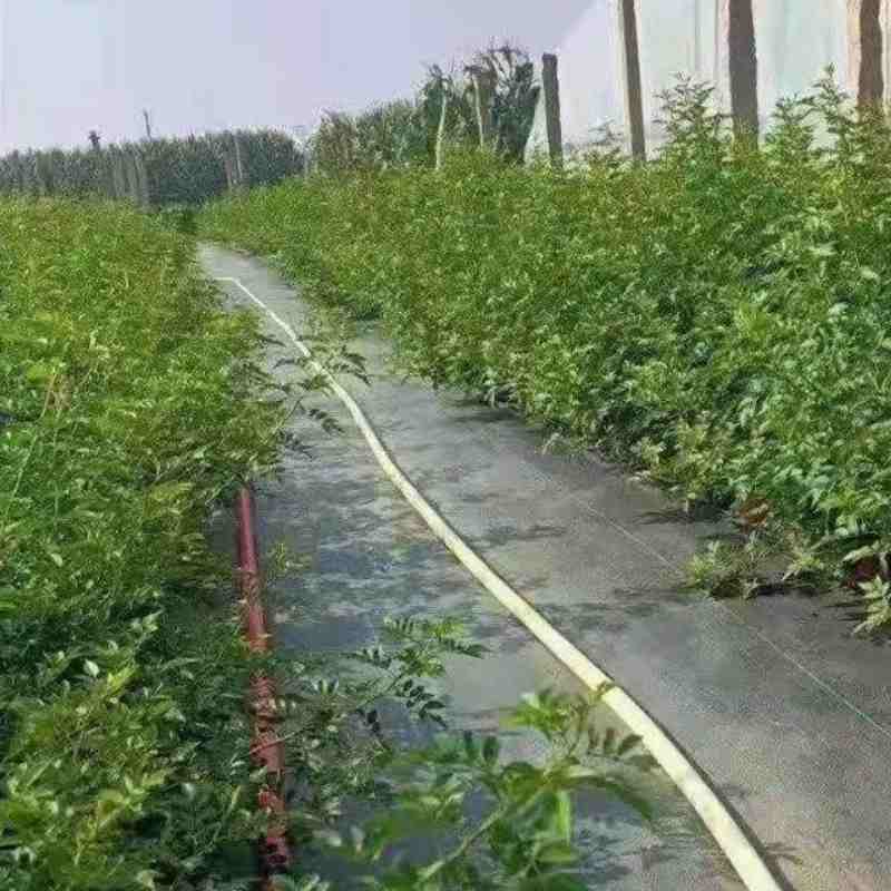 UV Resistance 90GSM/100GSM Weed Barrier Pp Woven Geotextile Landscape Direct Factory Price