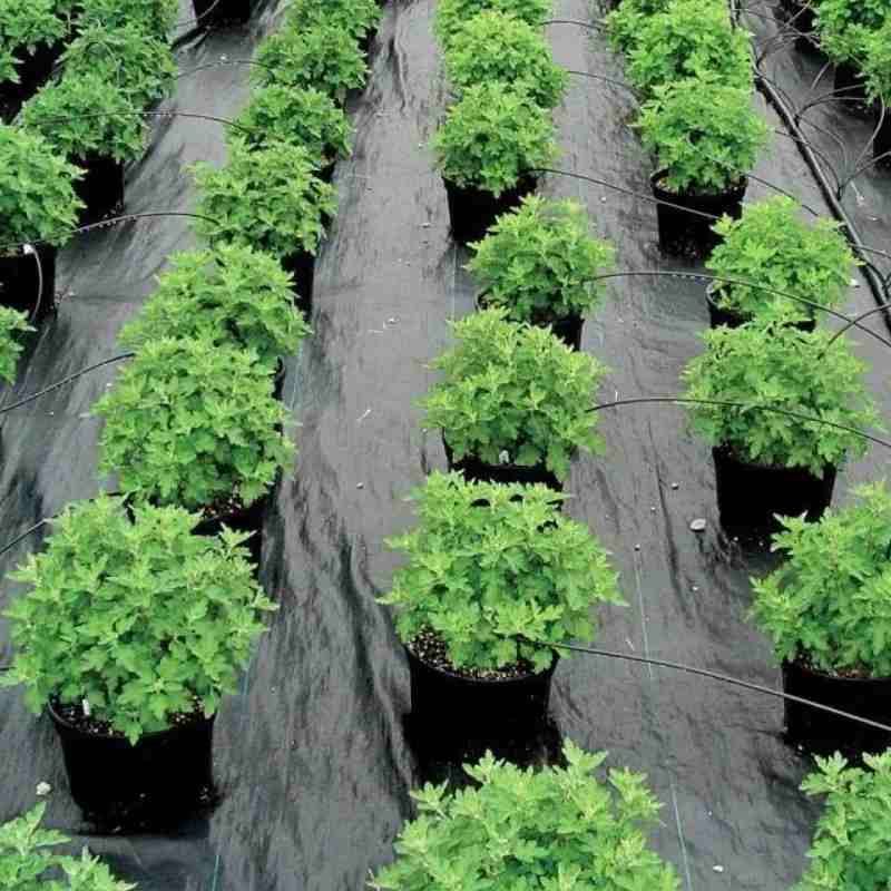 Durable PP Woven geotextile Plastic Mulch Film Agriculture Ground Cover Weed Mat Weed Control Barrier Fabric