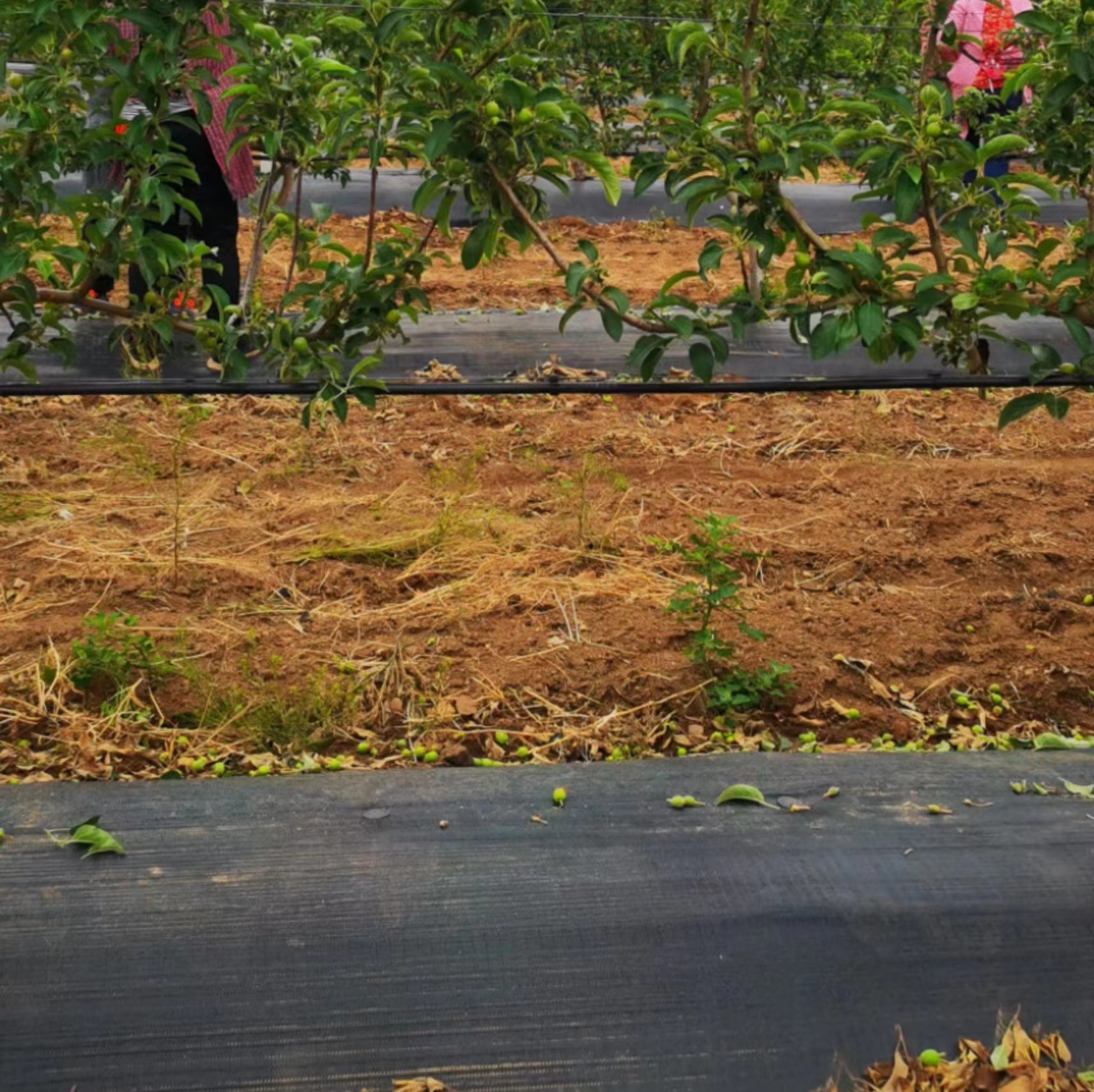 orchard Anti grass cloth