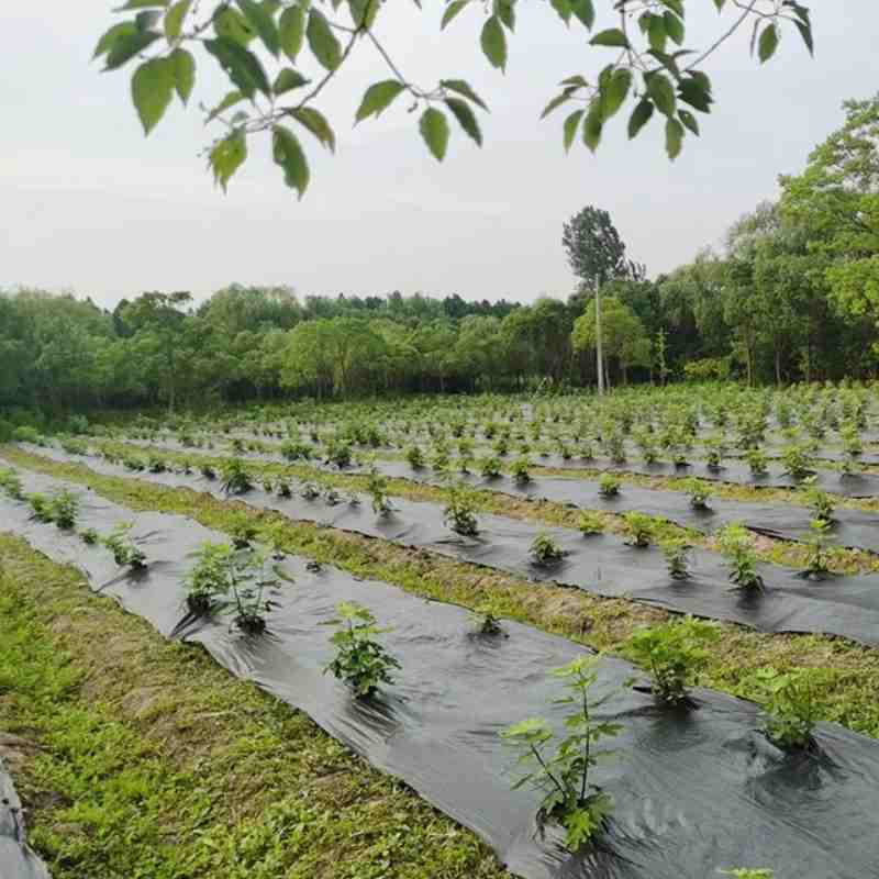 Weed Barrier Fabric Agricultural Ground Cover Woven Geotextile