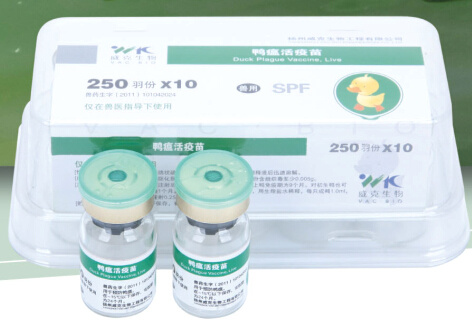 鸭瘟活疫苗（鸡胚化弱毒株 CVCC AV1222）