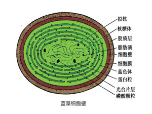 藍(lán)藻治理微爆技術(shù)