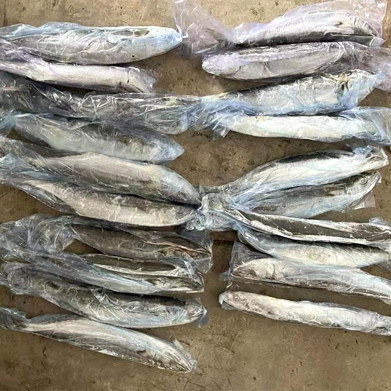 Frozen Spanish Mackerel ( Scomberomorus Niphonius)