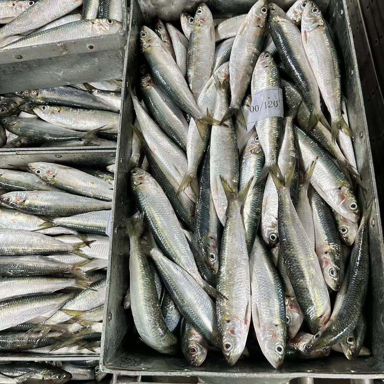 Sardine