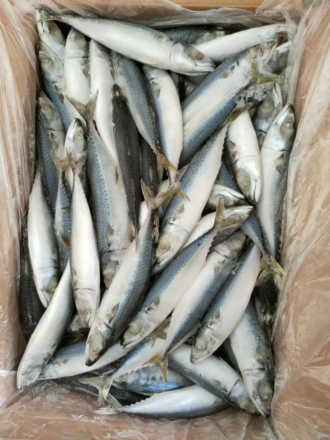 Frozen Pacific Mackerel