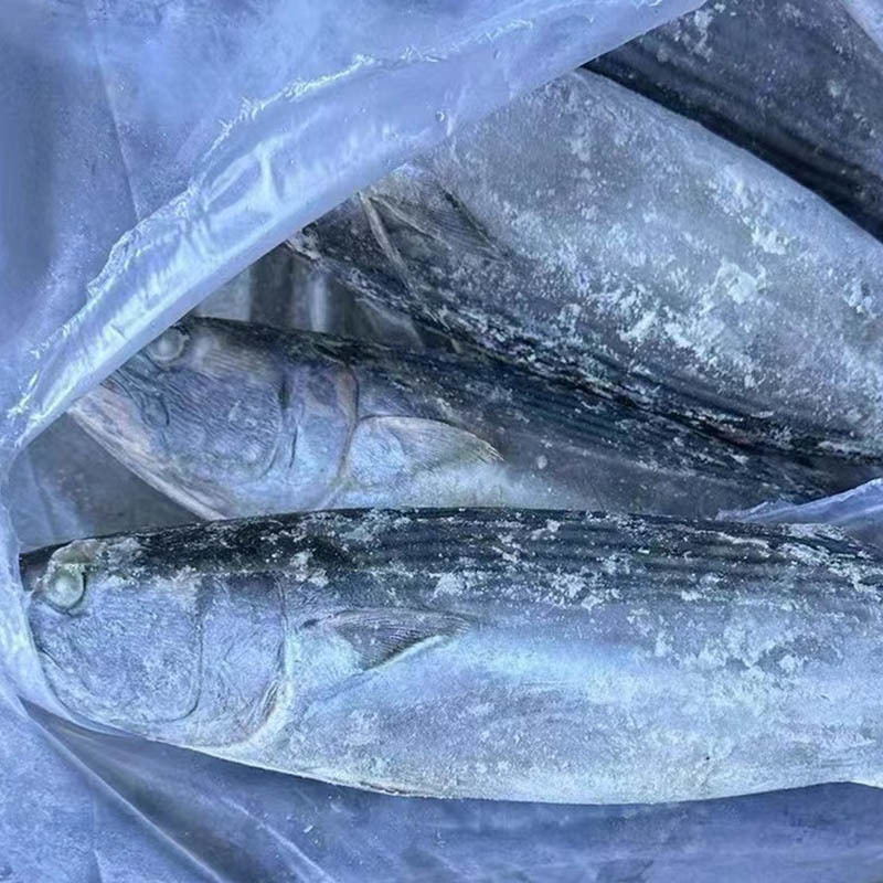Frozen Striped Bonito ( Sarde Orientalis)