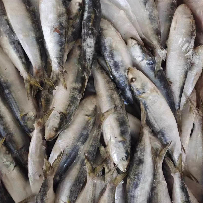 Frozen Sardine