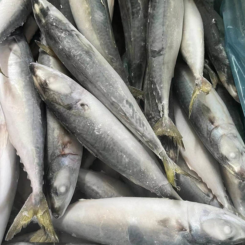 Frozen Pacific Mackerel