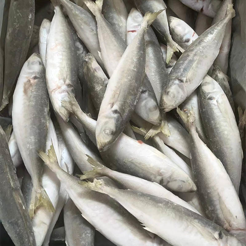 Frozen Small-eyed horse mackerel