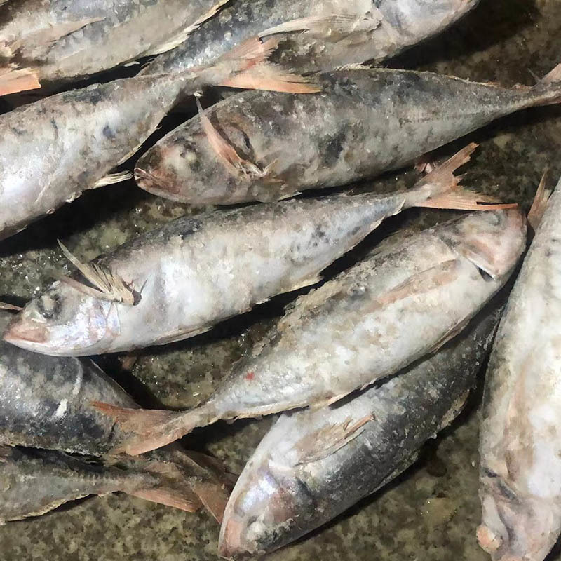 Frozen Small-eyed red-tailed horse mackerel