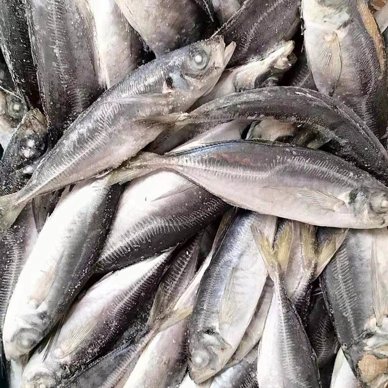 FrozenSmall-eyed horse mackerel
