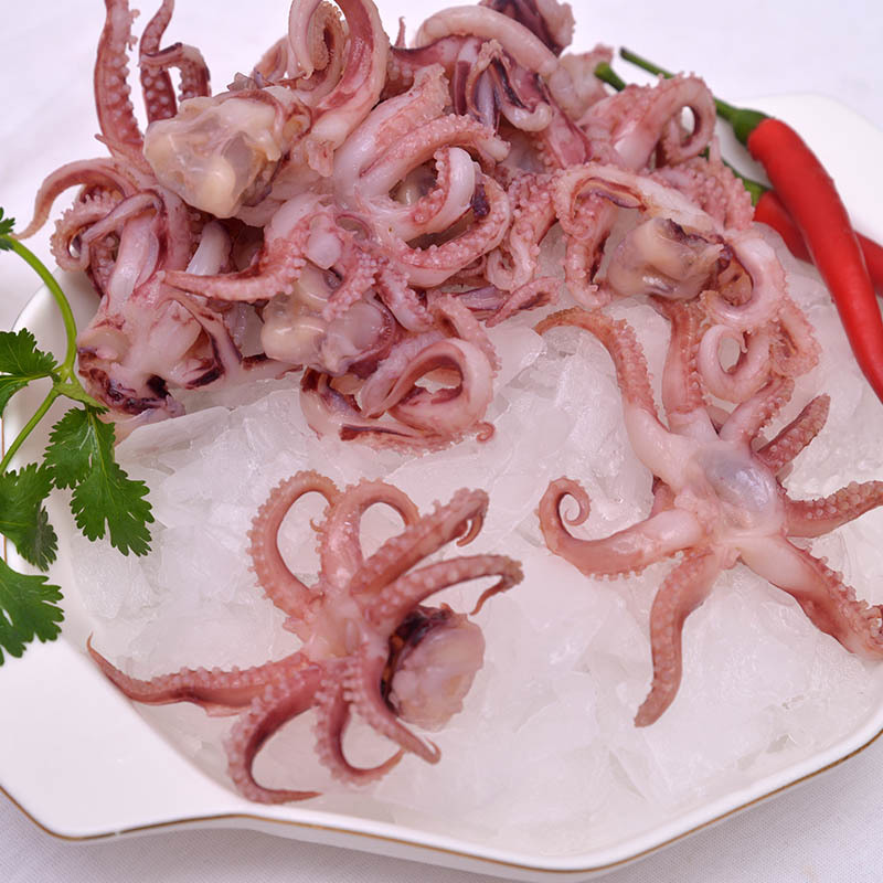Squid Tentacle