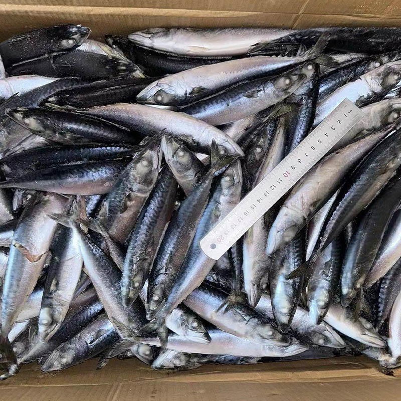 Frozen Pacific Mackerel