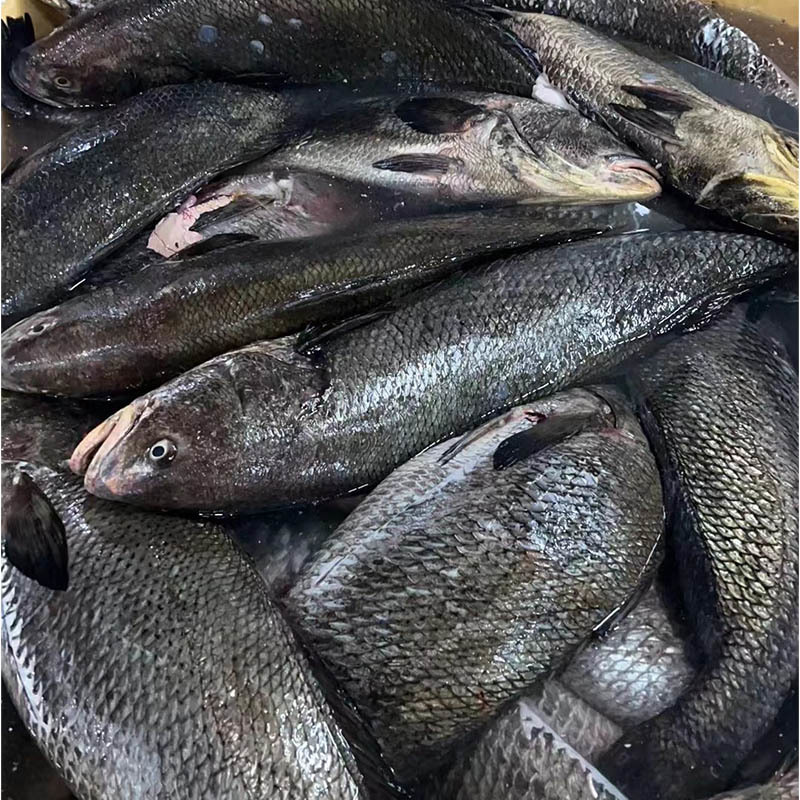Frozen Chinese Drum Miichthys Miiuy