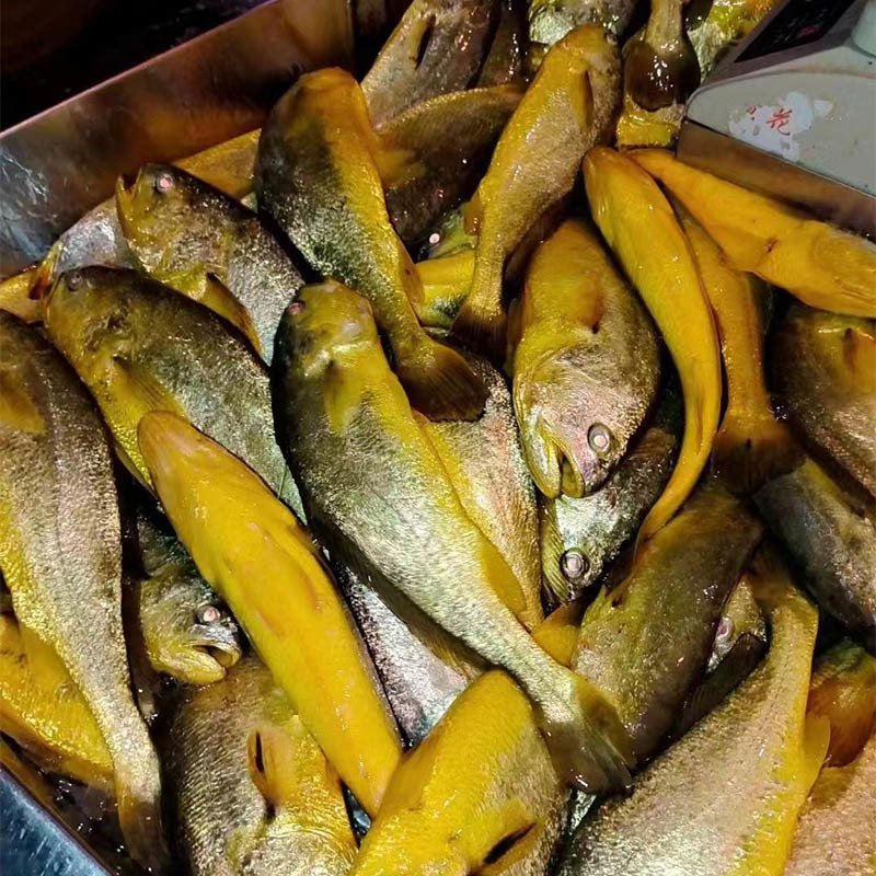 Frozen Yellow Croaker