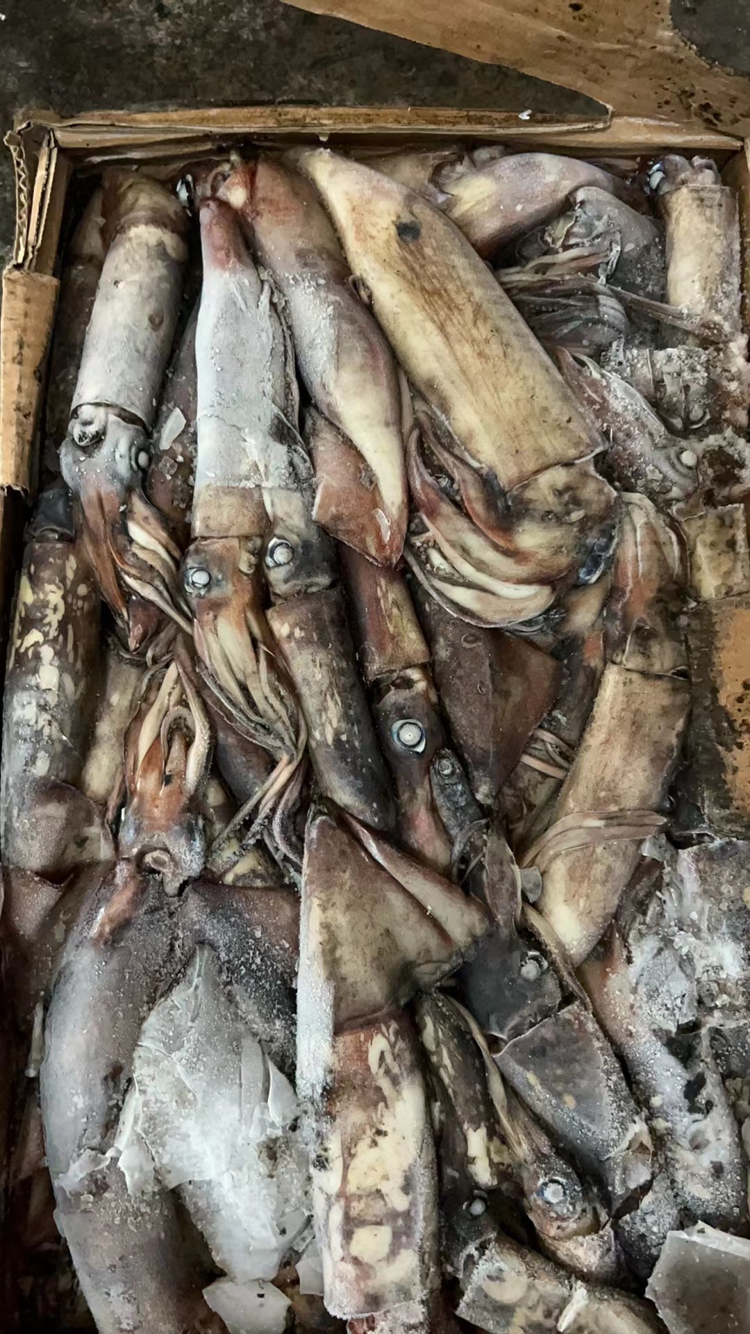 Frozen Indian Ocean squid