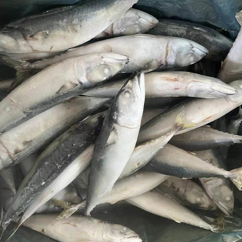 Frozen Mackerel