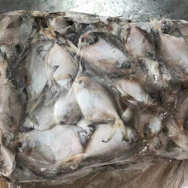 Frozen Silver Pomfret