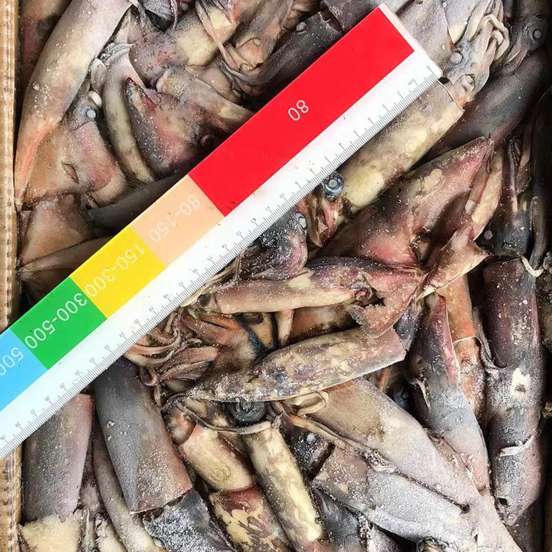 Frozen Indian Ocean squid