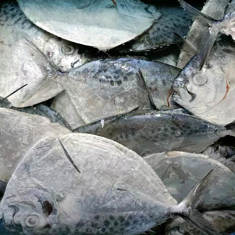Frozen Moonfish （Mene maculata）
