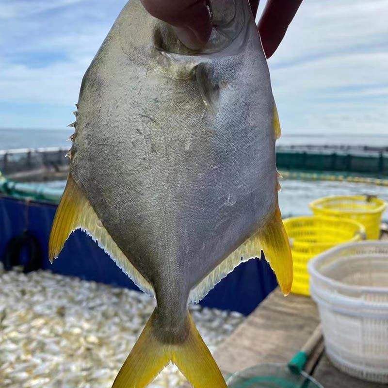 Frozen Golden Pomfret ( Trachinotus Blochii)