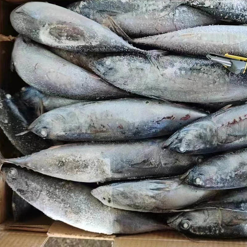 Frozen Bonito