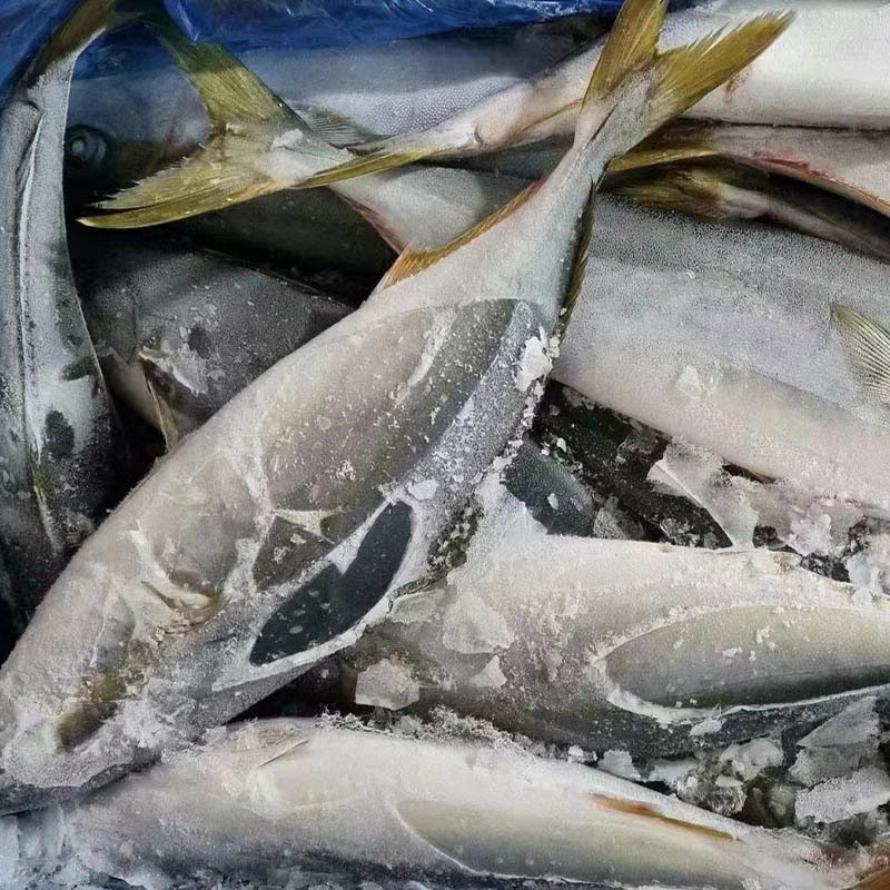 Frozen Yellow Tail （Seriola lalandi)