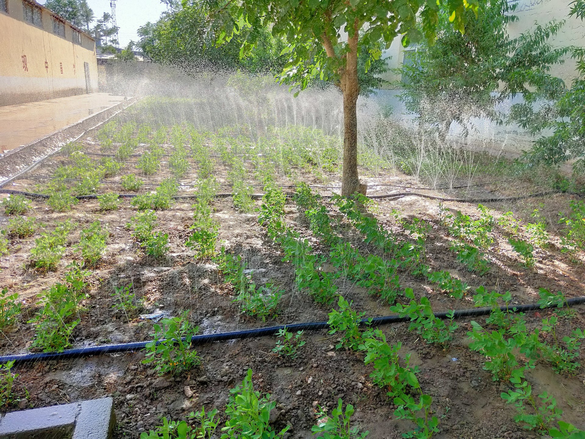 微噴帶安裝注意事項