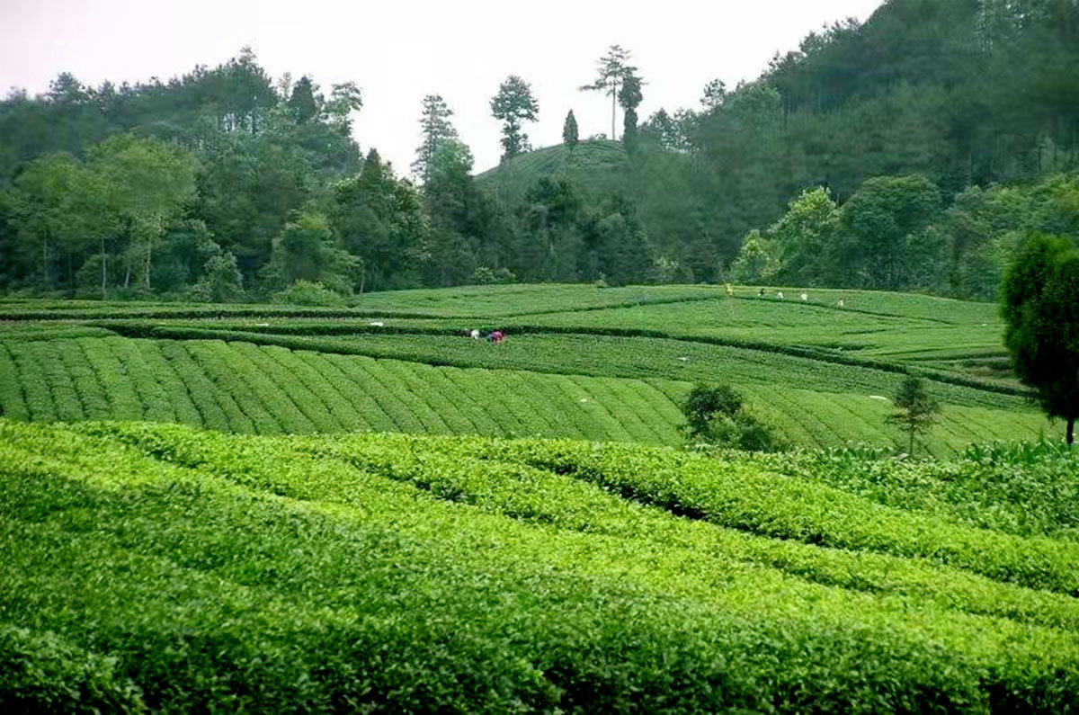 Tea Production Bases