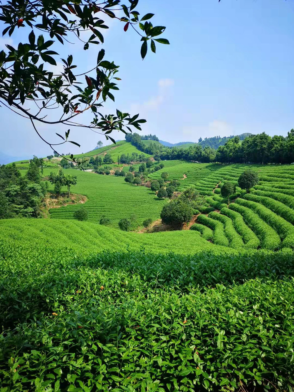 Tea Production Bases