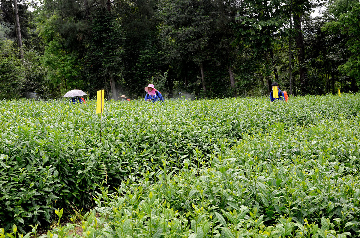 Tea Production Bases