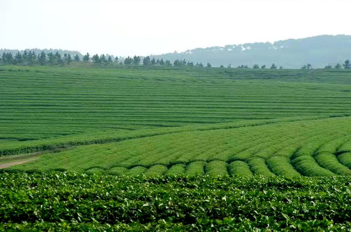 Tea Production Bases