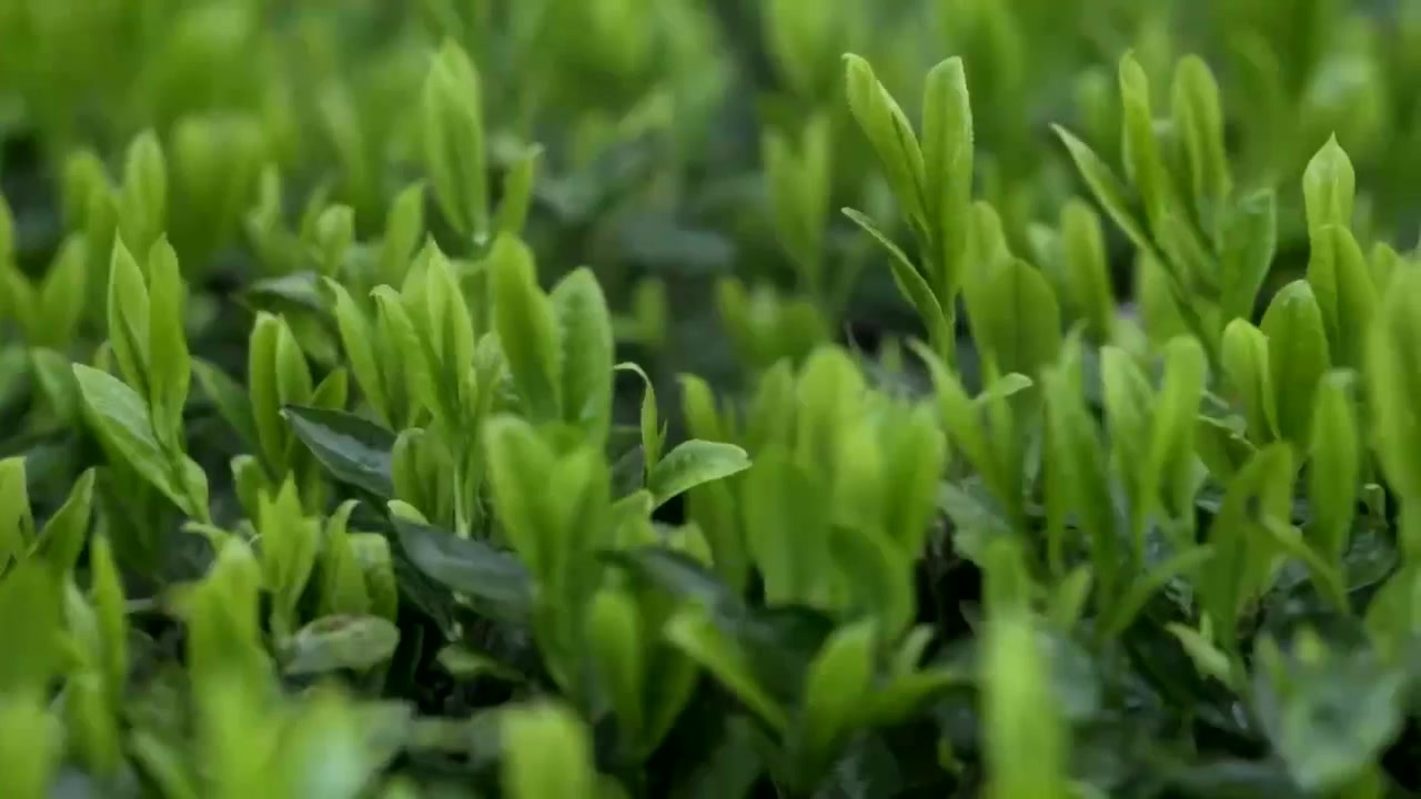 QIWEI MINGXIANG TEA INDUSTRY