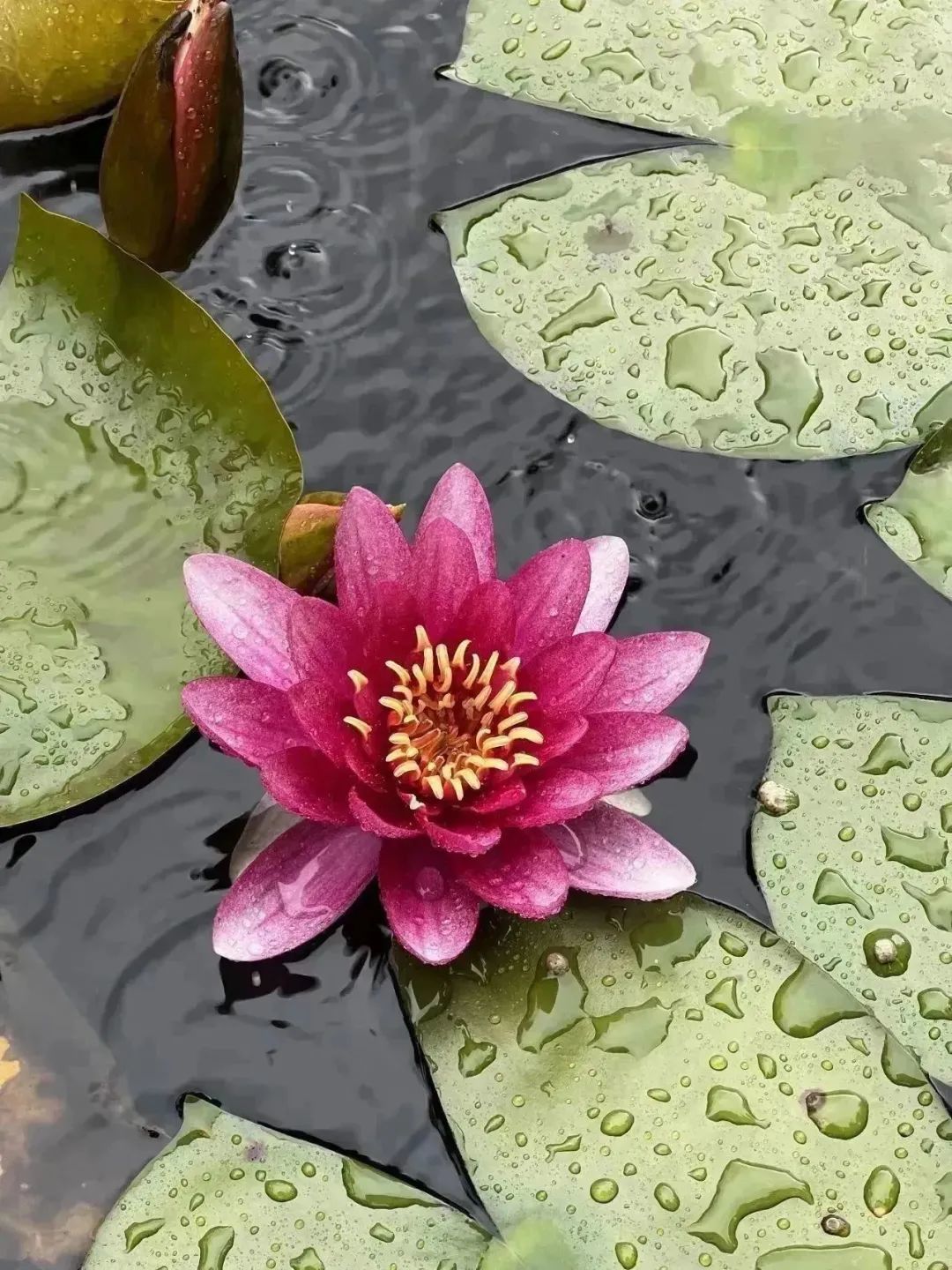 中農(nóng)優(yōu)嘉