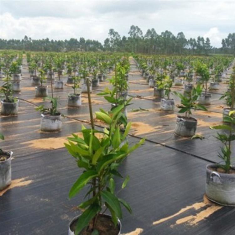 Incorporating Root Barrier Geomembranes into Your Design Plans: A Comprehensive Guide