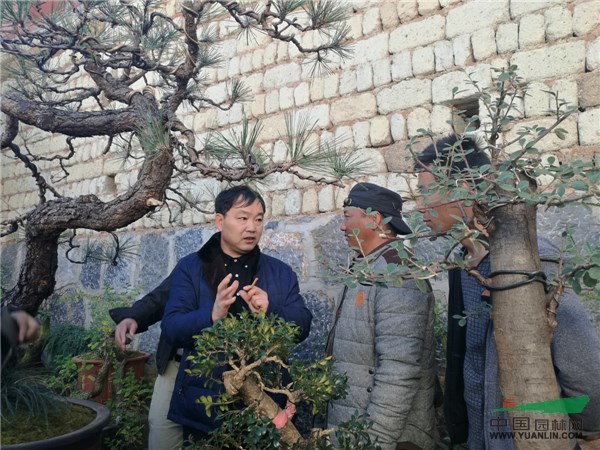 中国盆景艺术大师赴丽江传经送宝