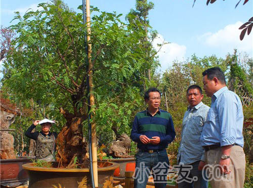 云南首次举办园林景观树造型培训 让造型苗木走进家庭