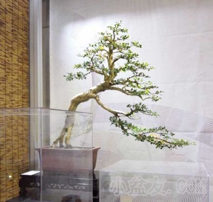 第四届“东博会”南京开展 扬州15件盆景首次亮相