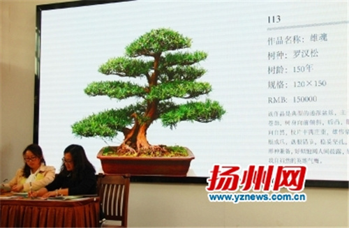 扬州盆景拍卖活动拍出60万元罗汉松盆景