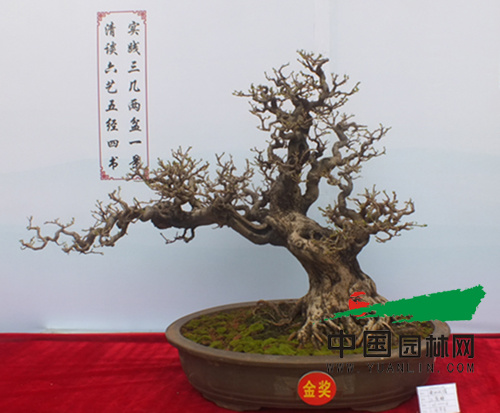 云南红河盆景艺术展启幕 乡土树种同台媲美唱主角