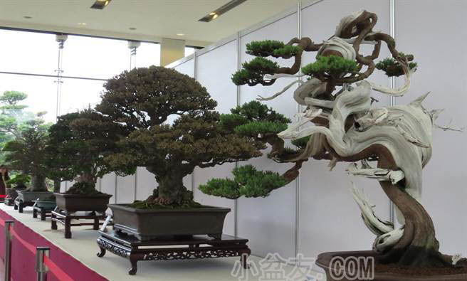 台湾：成美文化园盆景展 为2017世界盆景展暖场