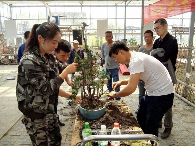 2017扬州江都第二届春季盆景展销会在山水园隆重开幕