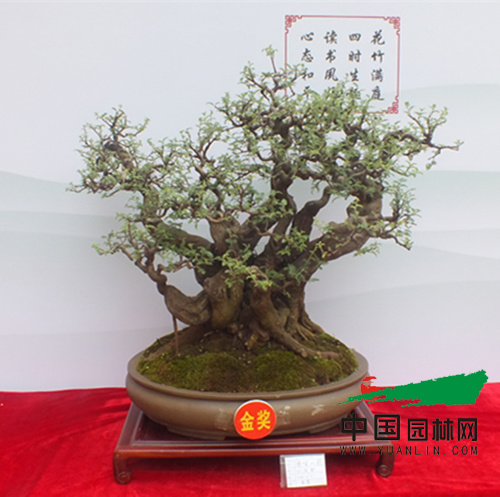 云南红河盆景艺术展启幕 乡土树种同台媲美唱主角