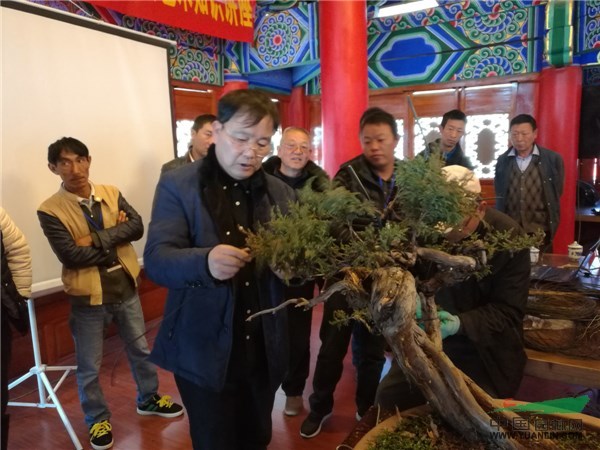 中国盆景艺术大师赴丽江传经送宝