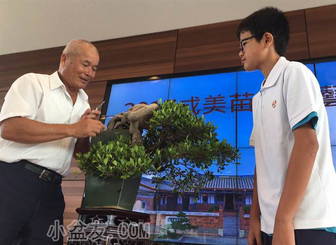 台湾：成美文化园盆景展 为2017世界盆景展暖场