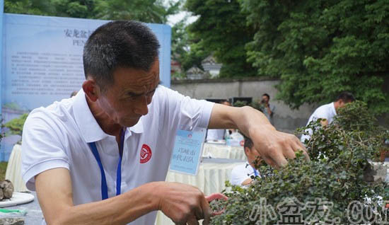传承天府文化川派盆景制作技艺大赛在都江堰市安龙镇举行