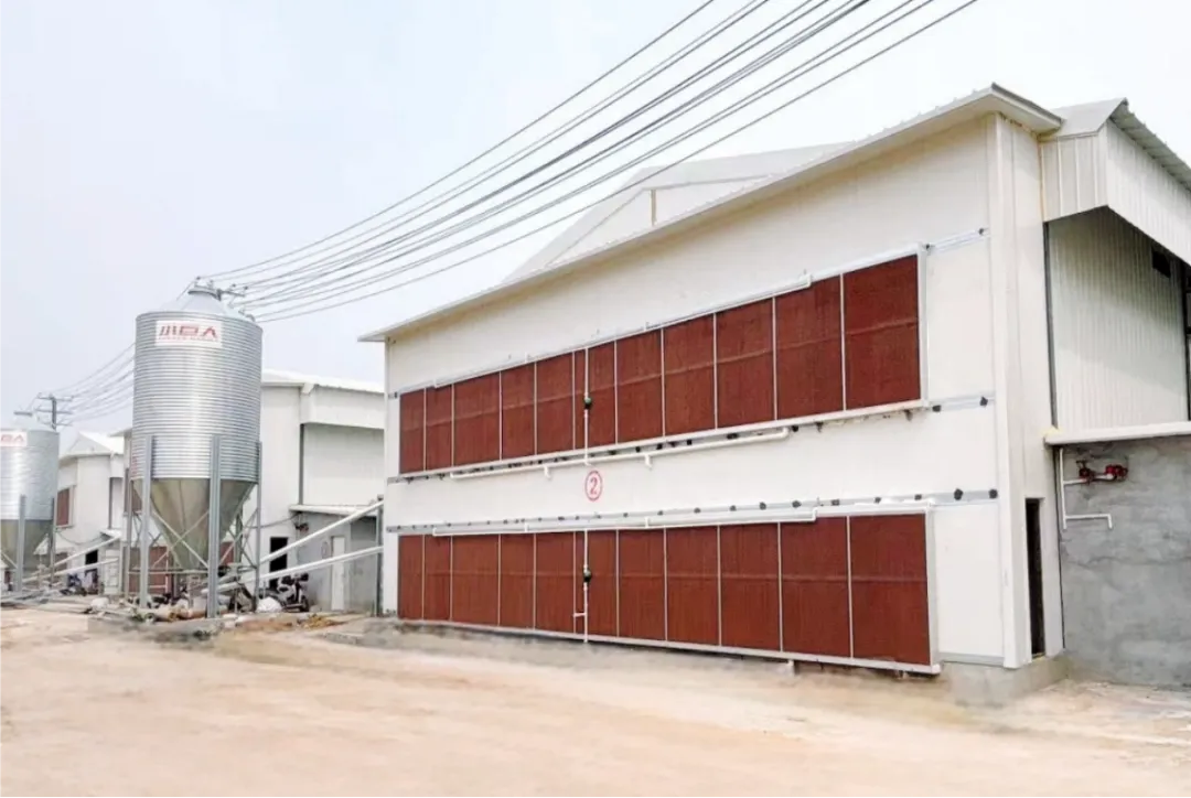 Shandong Liaocheng broiler breeders project has witnessed another key progress!